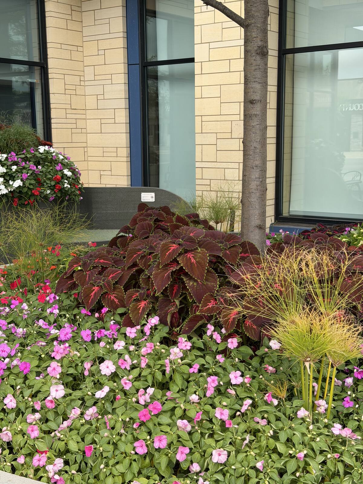Coleus, impatiens and ornamental grasses in a maintained commercial bed